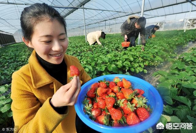 投资组合如何优化，实现收益最大化？