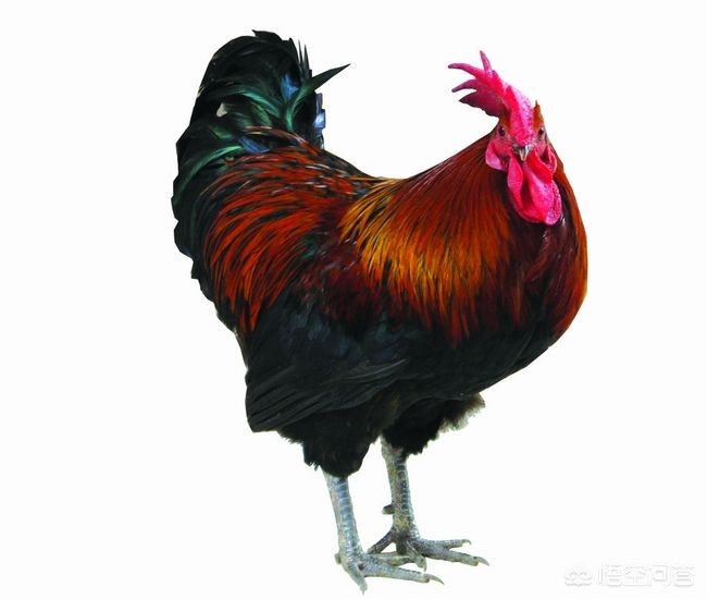 投资组合如何优化，实现收益最大化？